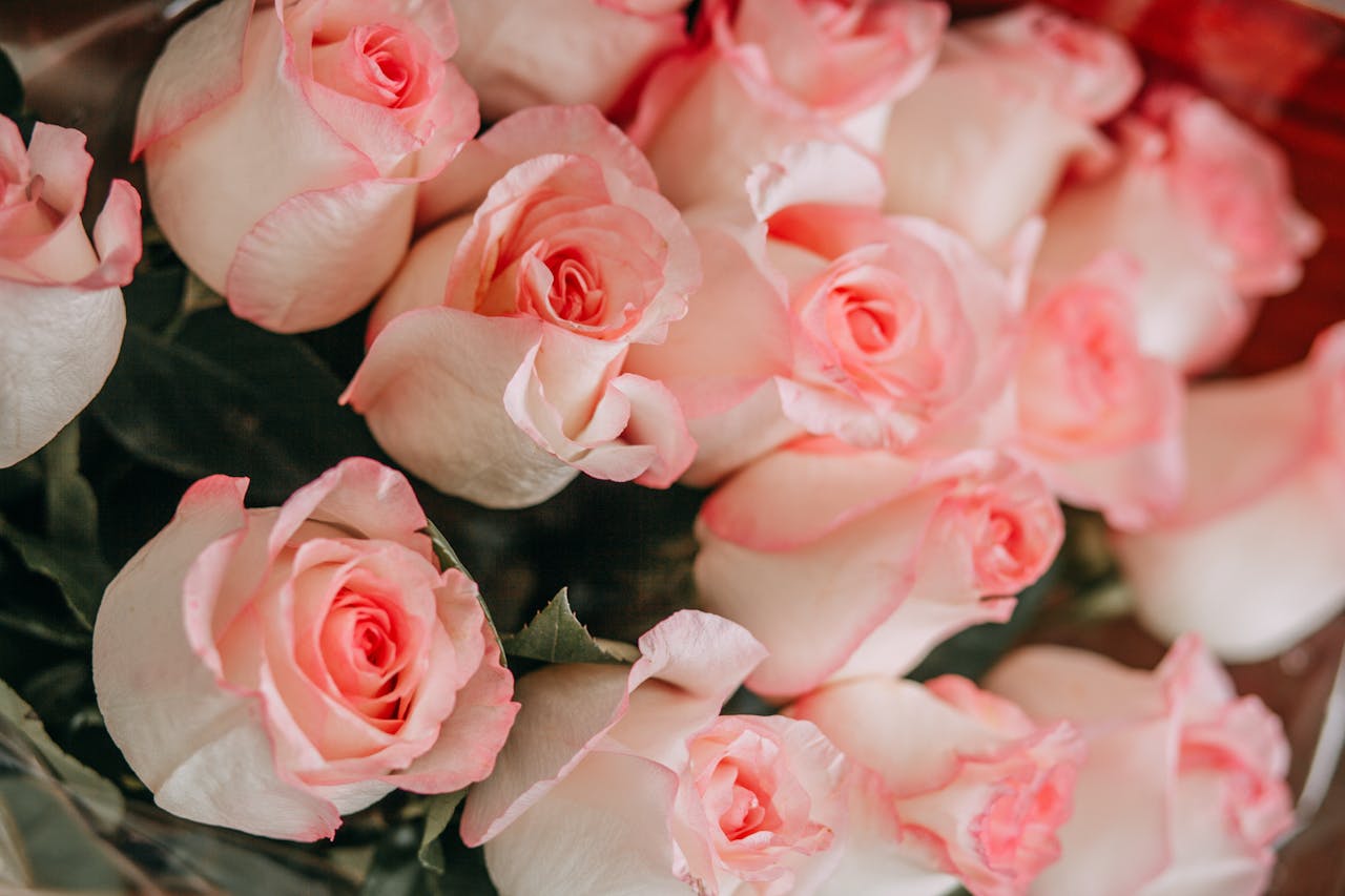 Beautiful pink roses in full bloom, perfect for romantic settings or floral themes.