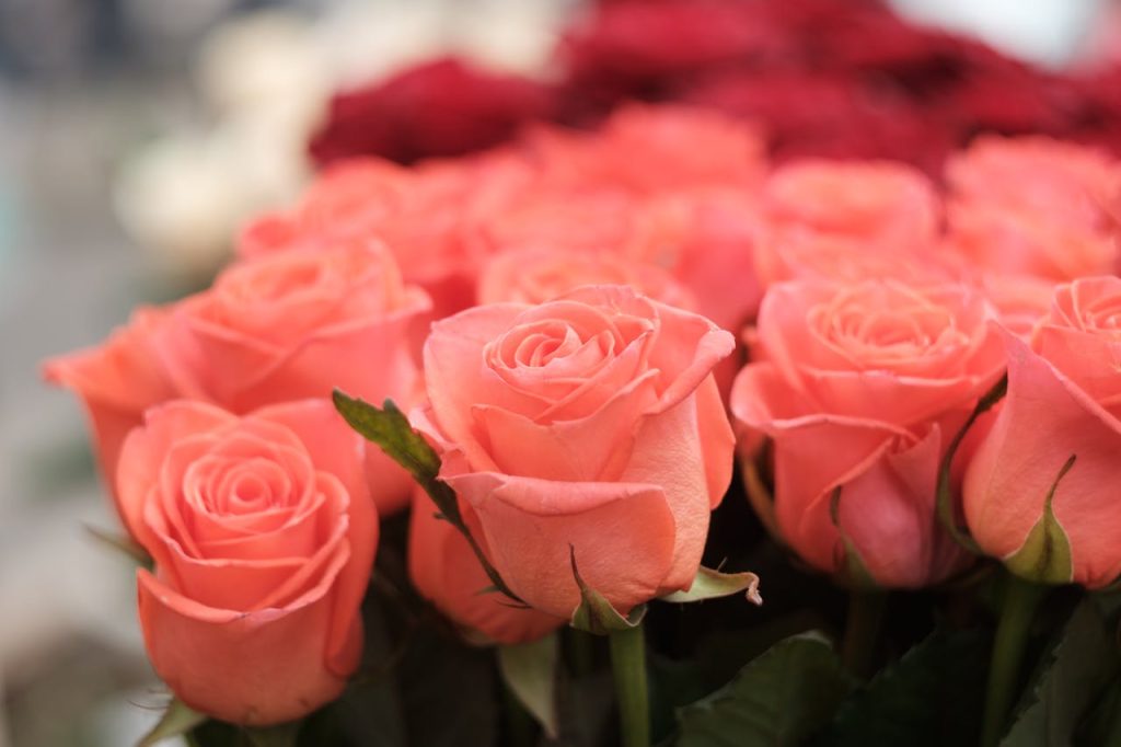 A stunning close-up of blooming pink roses, showcasing their vibrant petals and lush foliage.