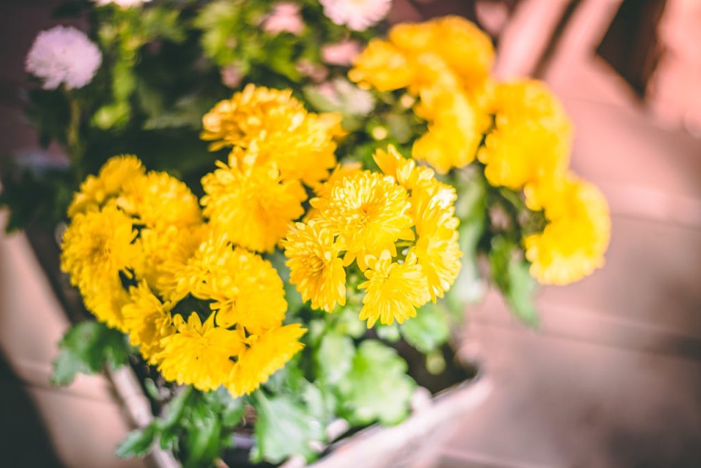 Close-up of vibrant yellow chrysanthemums in full bloom, offering a warm and delicate floral display.